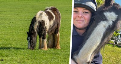 One-eyed pony 'thriving' after emergency treatment